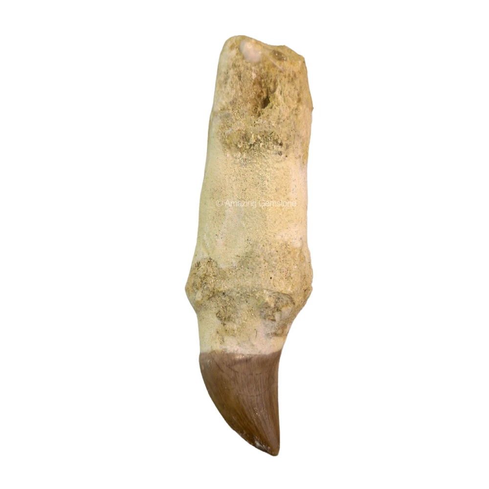 Mosasaurus Tooth