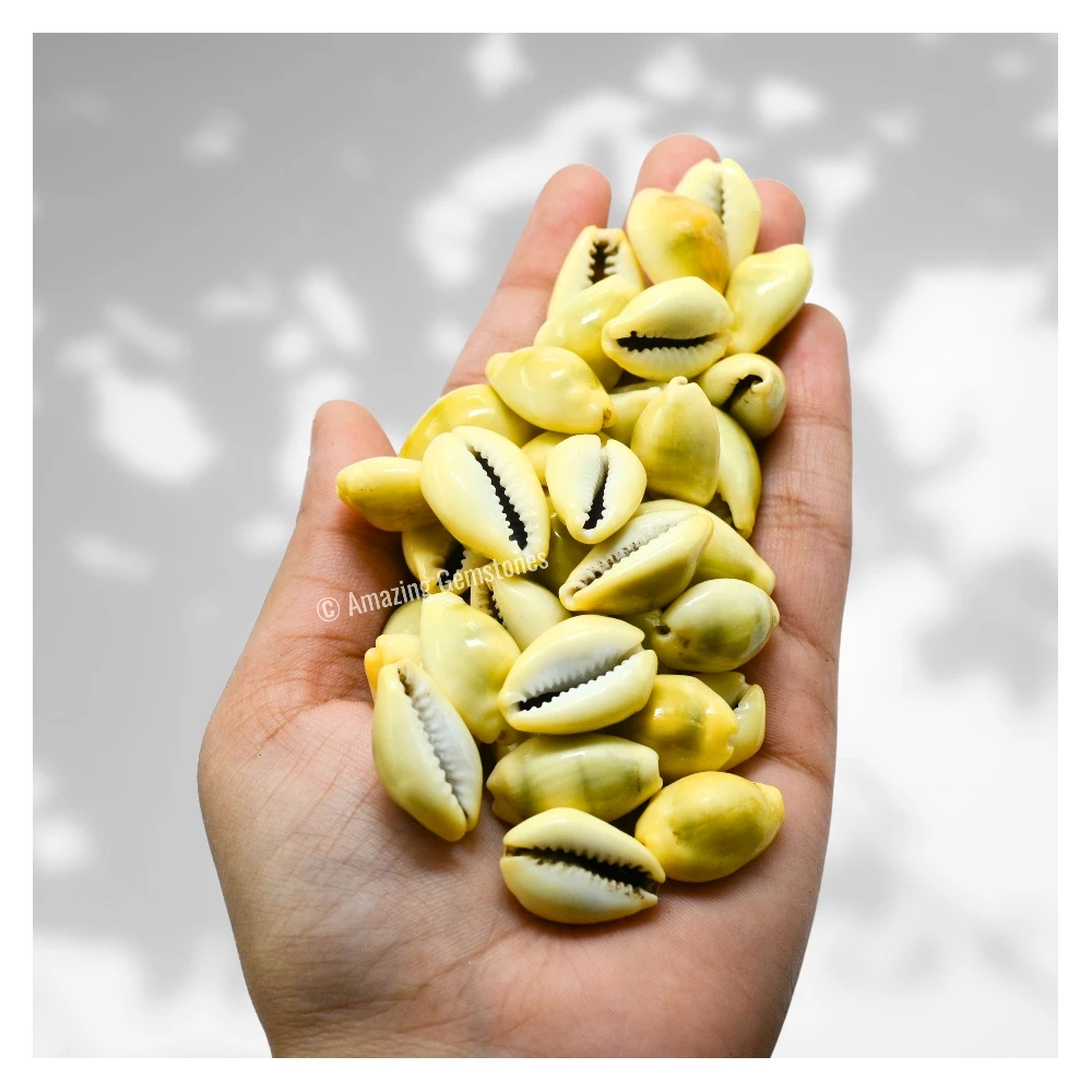 Yellow Cowrie Shells (Set of 11)