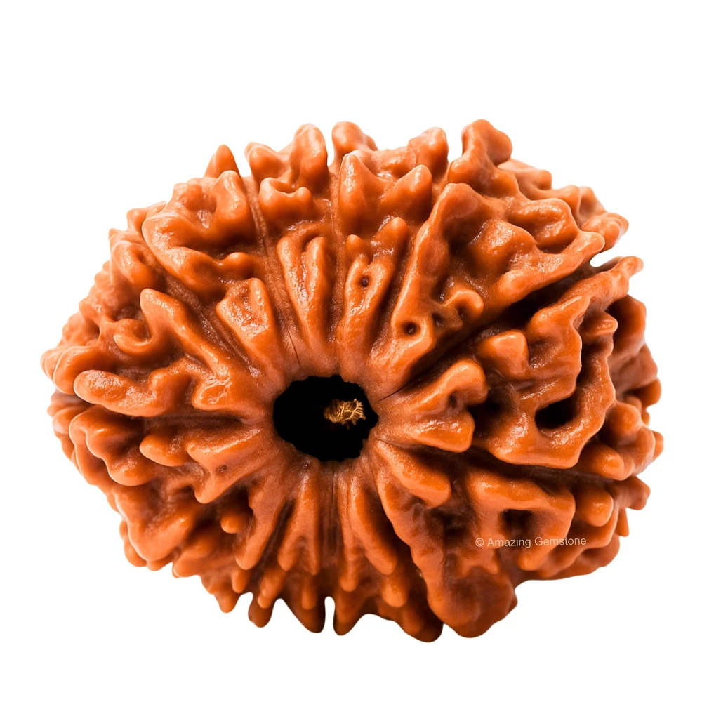 Authentic 11 Mukhi Rudraksha Bead