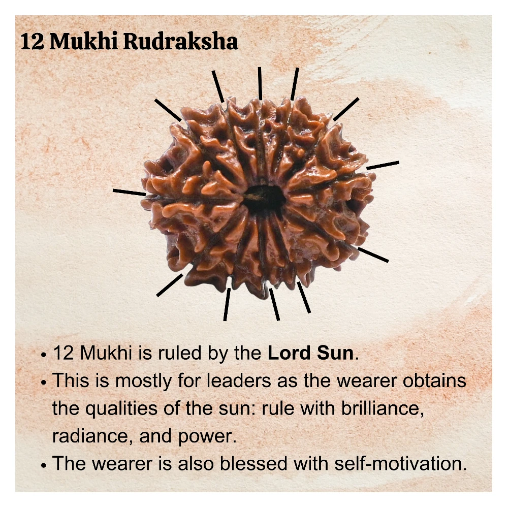 Authentic 12 Mukhi Rudraksha Bead