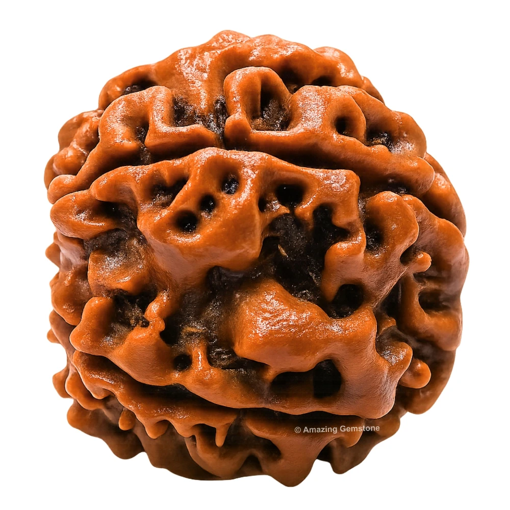 Authentic 5 Mukhi Rudraksha Bead