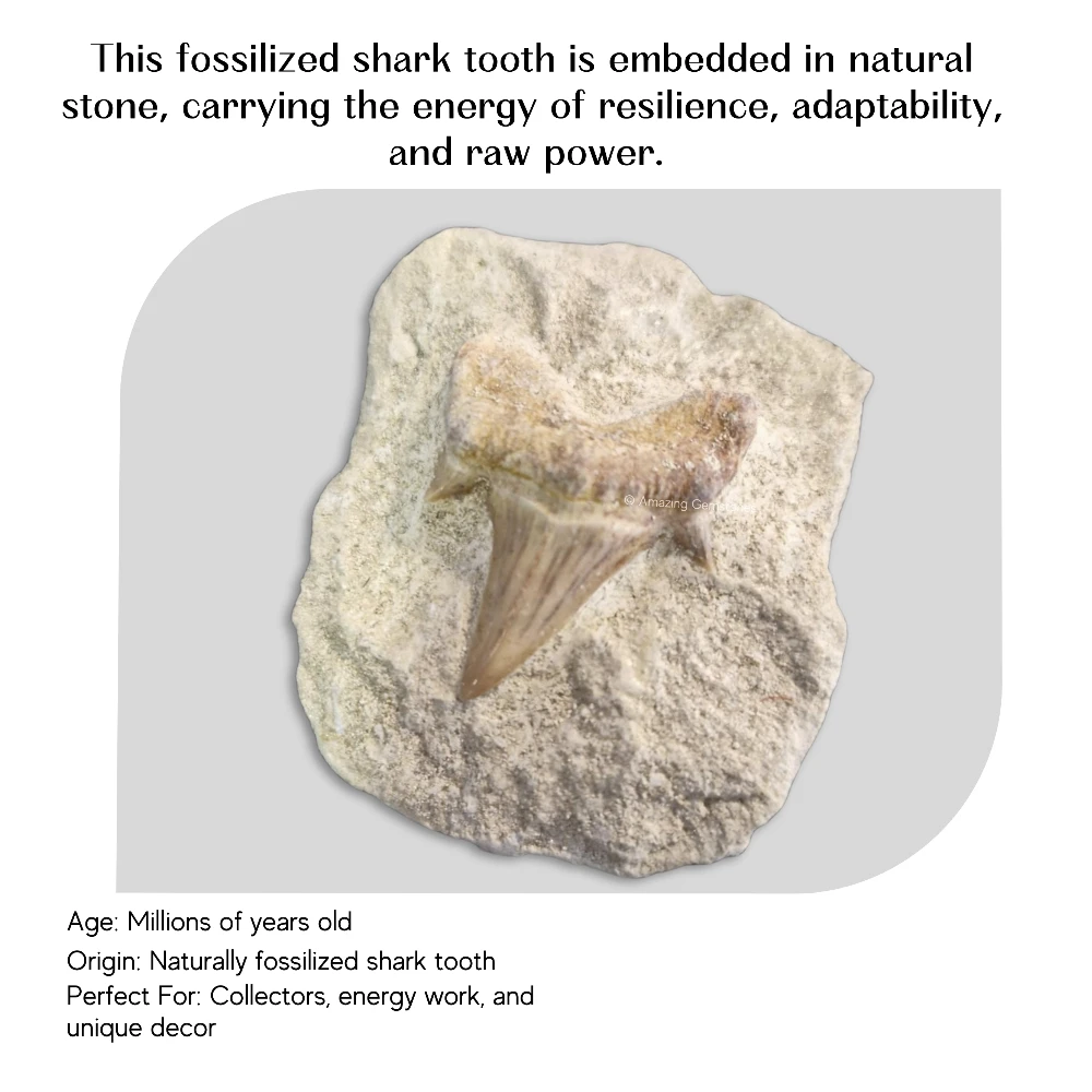 Authentic Fossilized Shark Tooth in Natural Rock