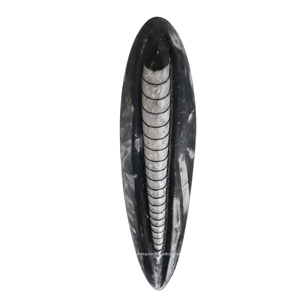 Orthoceras Fossil Kuber Stone (3-4 Inch)