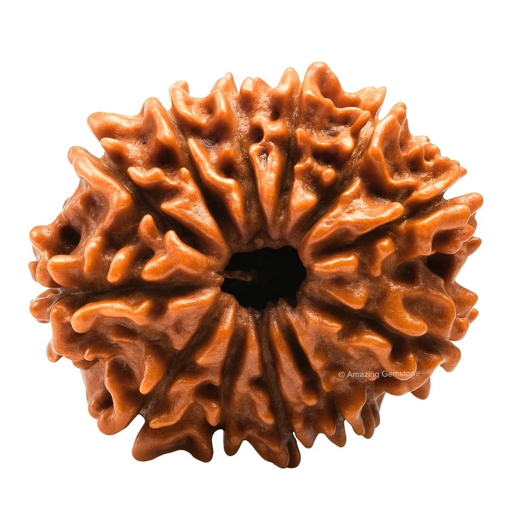 Authentic 12 Mukhi Rudraksha Bead