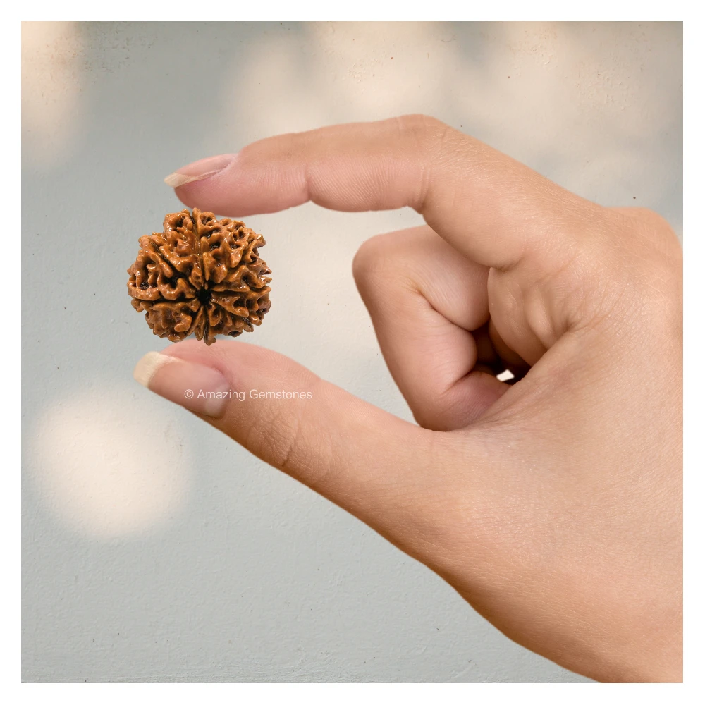 Authentic 8 Mukhi Rudraksha Bead