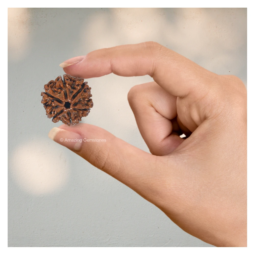 Authentic 6 Mukhi Rudraksha Bead