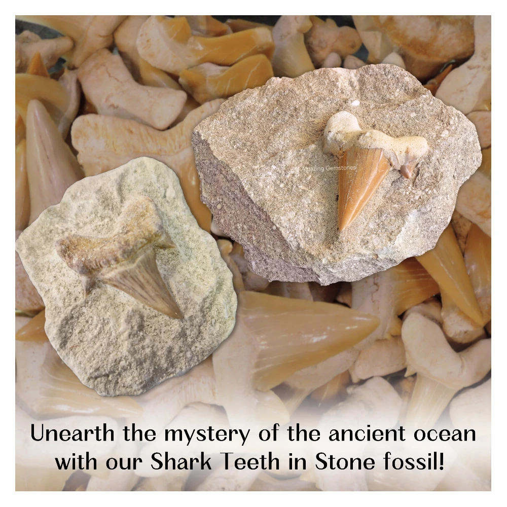 Authentic Fossilized Shark Tooth in Natural Rock