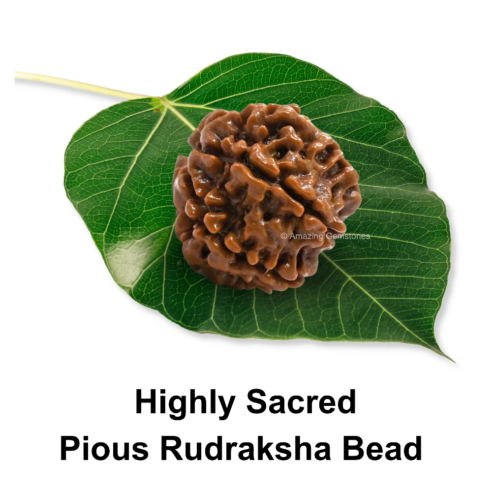 Authentic 7 Mukhi Rudraksha Bead