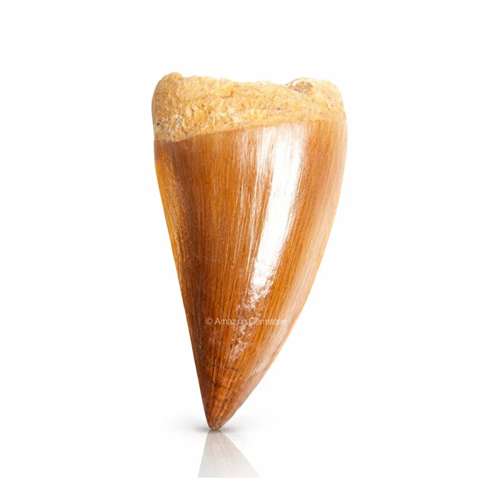 Natural Fossilized Mosasaurus Tooth