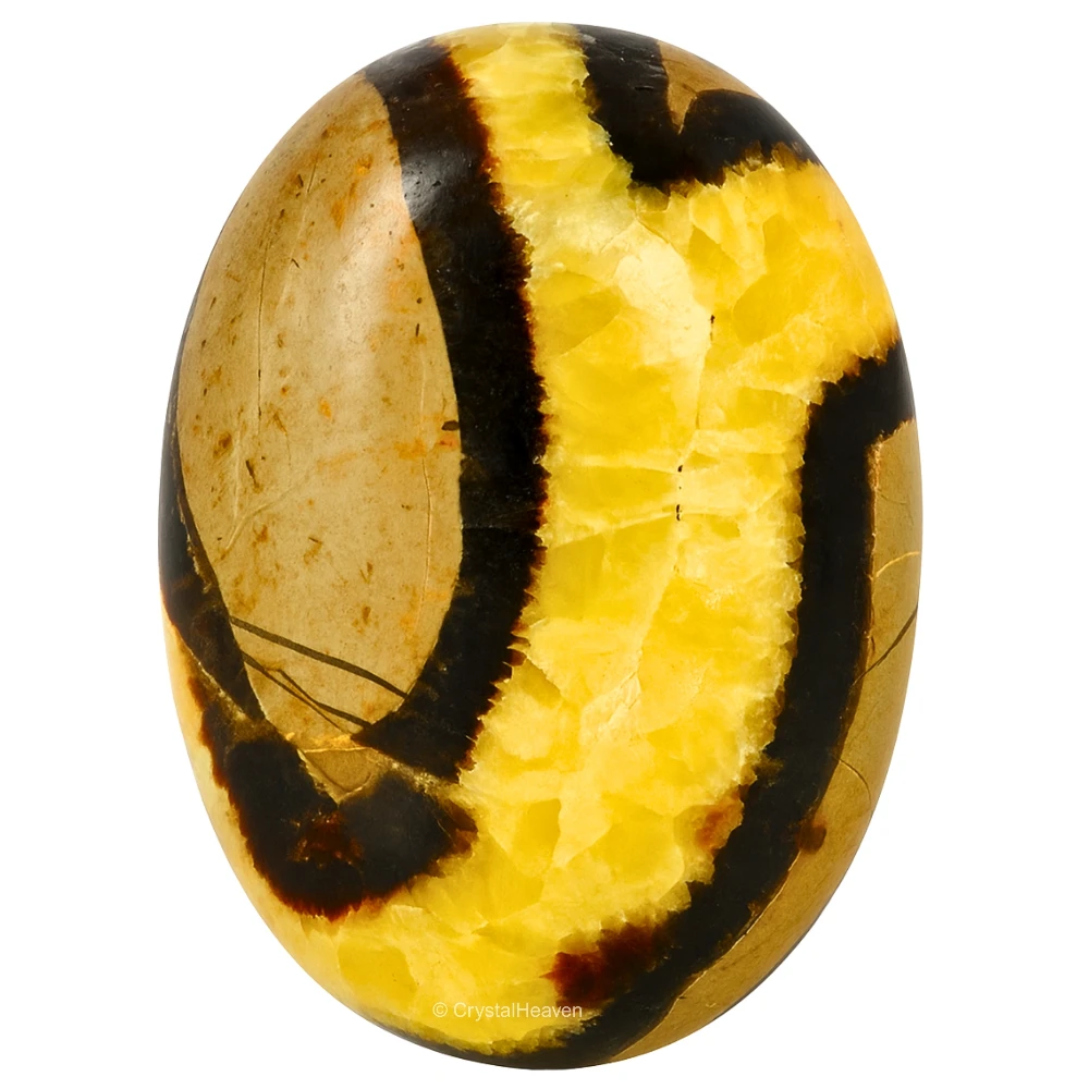 Septarian Palm Stone