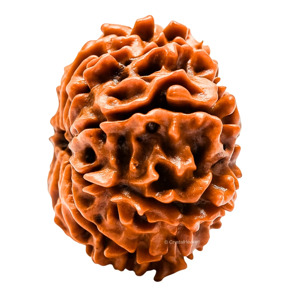 12 Mukhi Rudraksha - Certified
