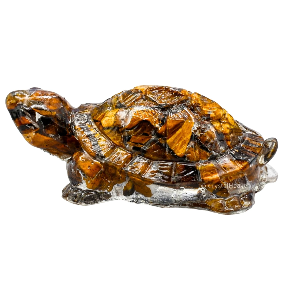 Tiger Eye Tortoise Kachhua