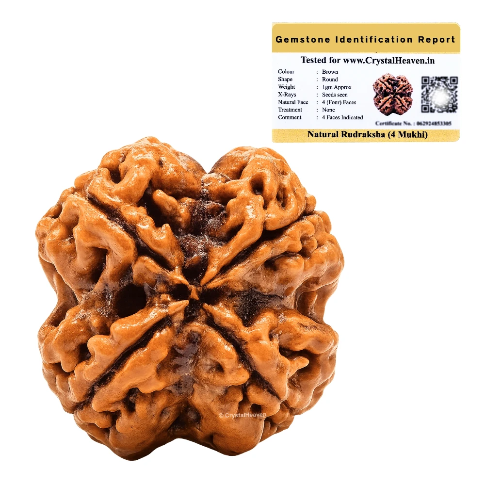 4 Mukhi Rudraksha - Certified