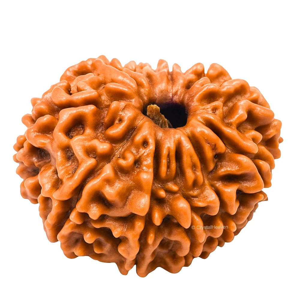 11 Mukhi Rudraksha - Certified