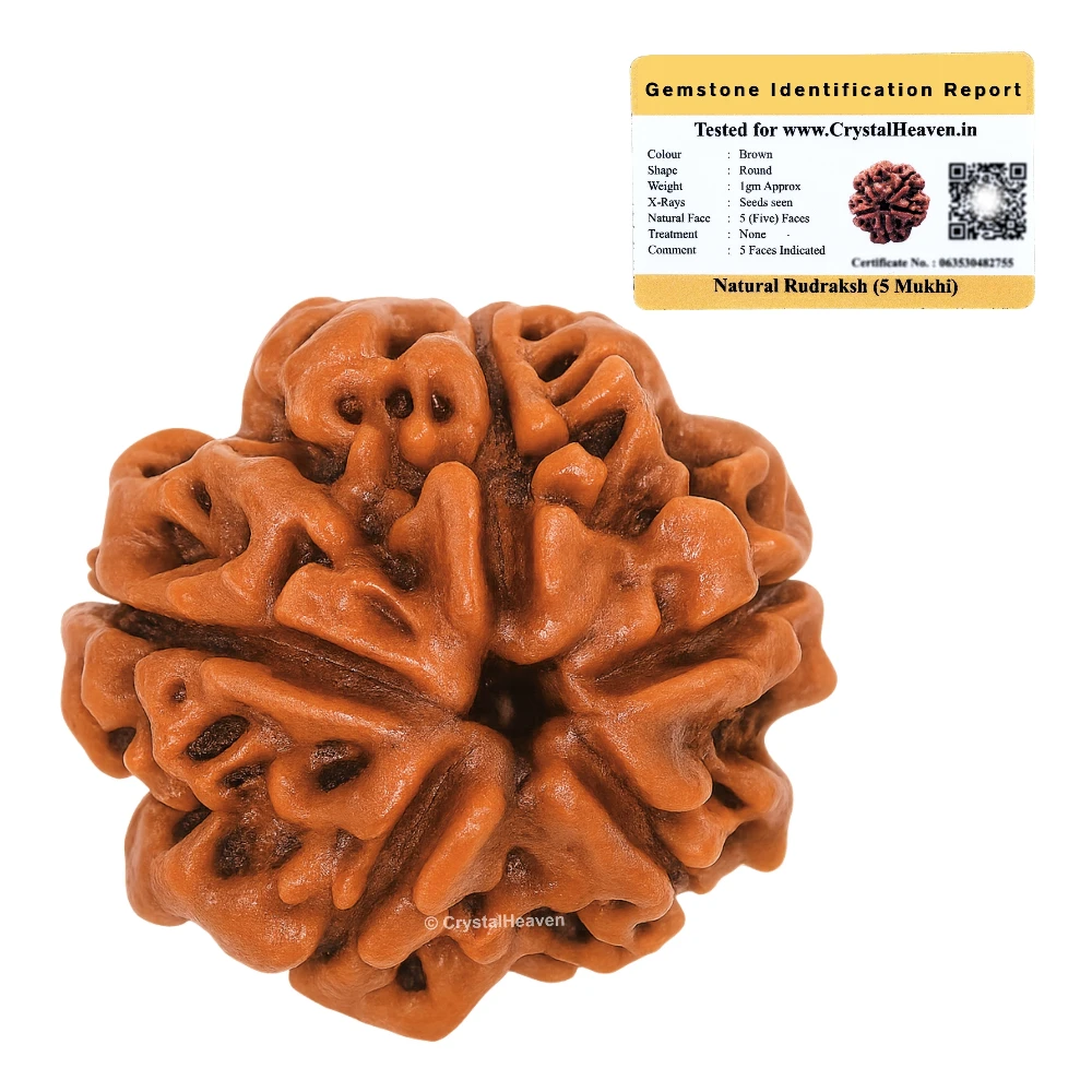 5 Mukhi Rudraksha - Certified