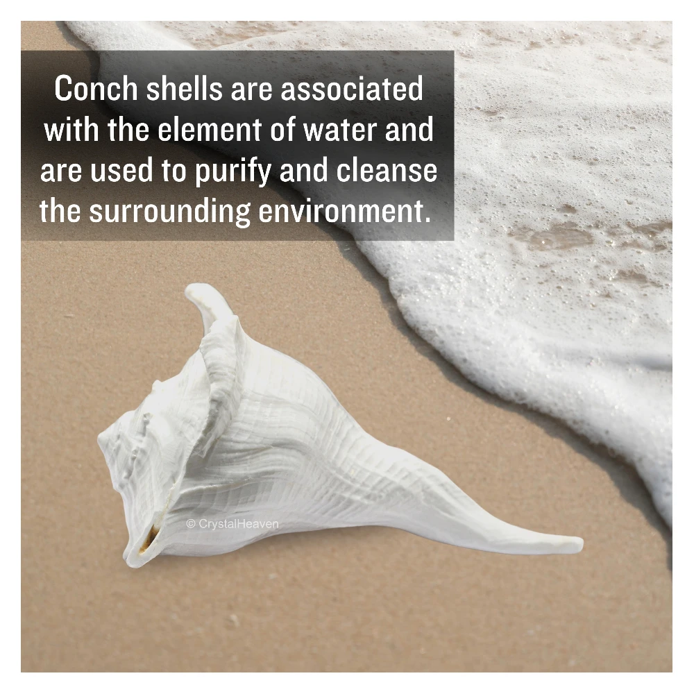 Dakshinavarti Shankh Conch Shell (6" to 7" INCH)