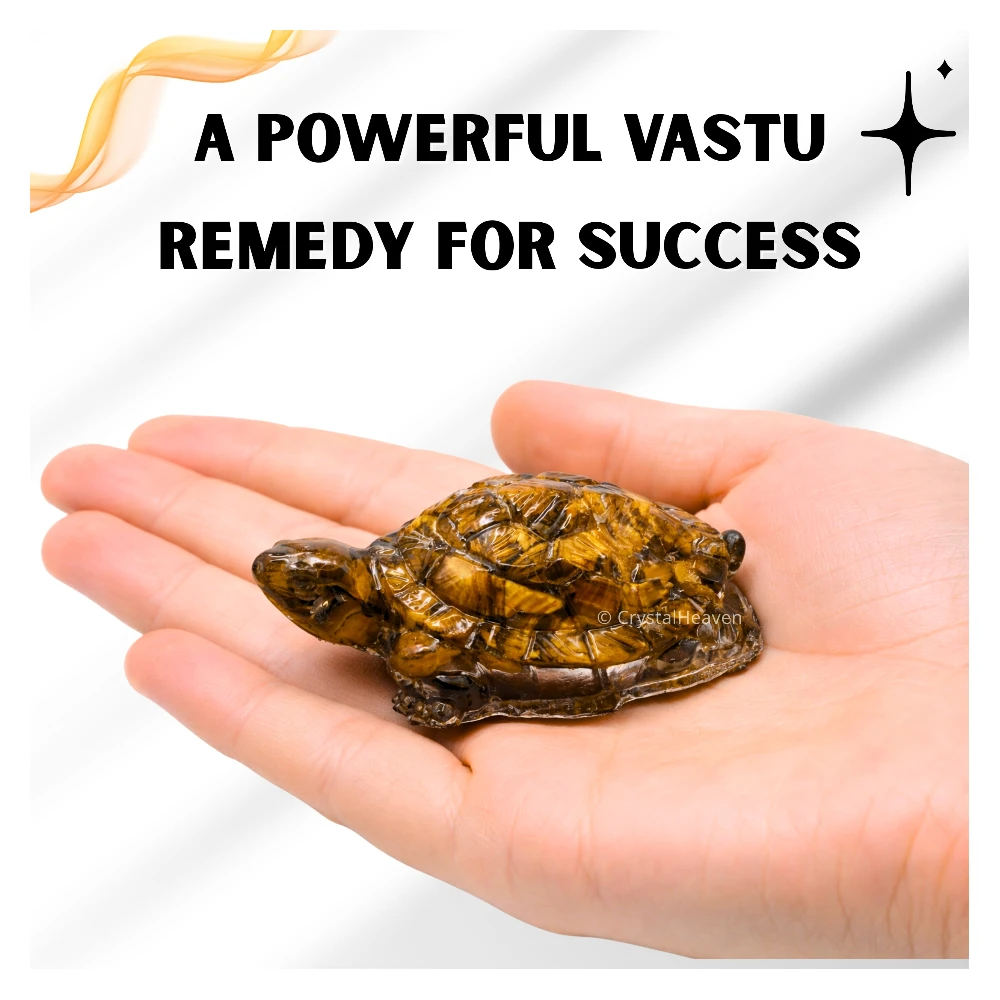 Tiger Eye Tortoise Kachhua