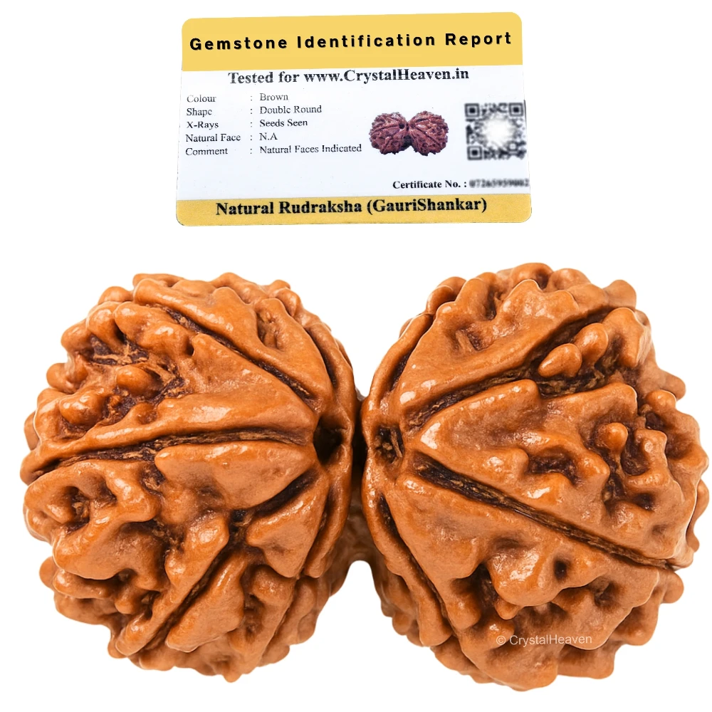 Gauri Shankar Rudraksha - Certified