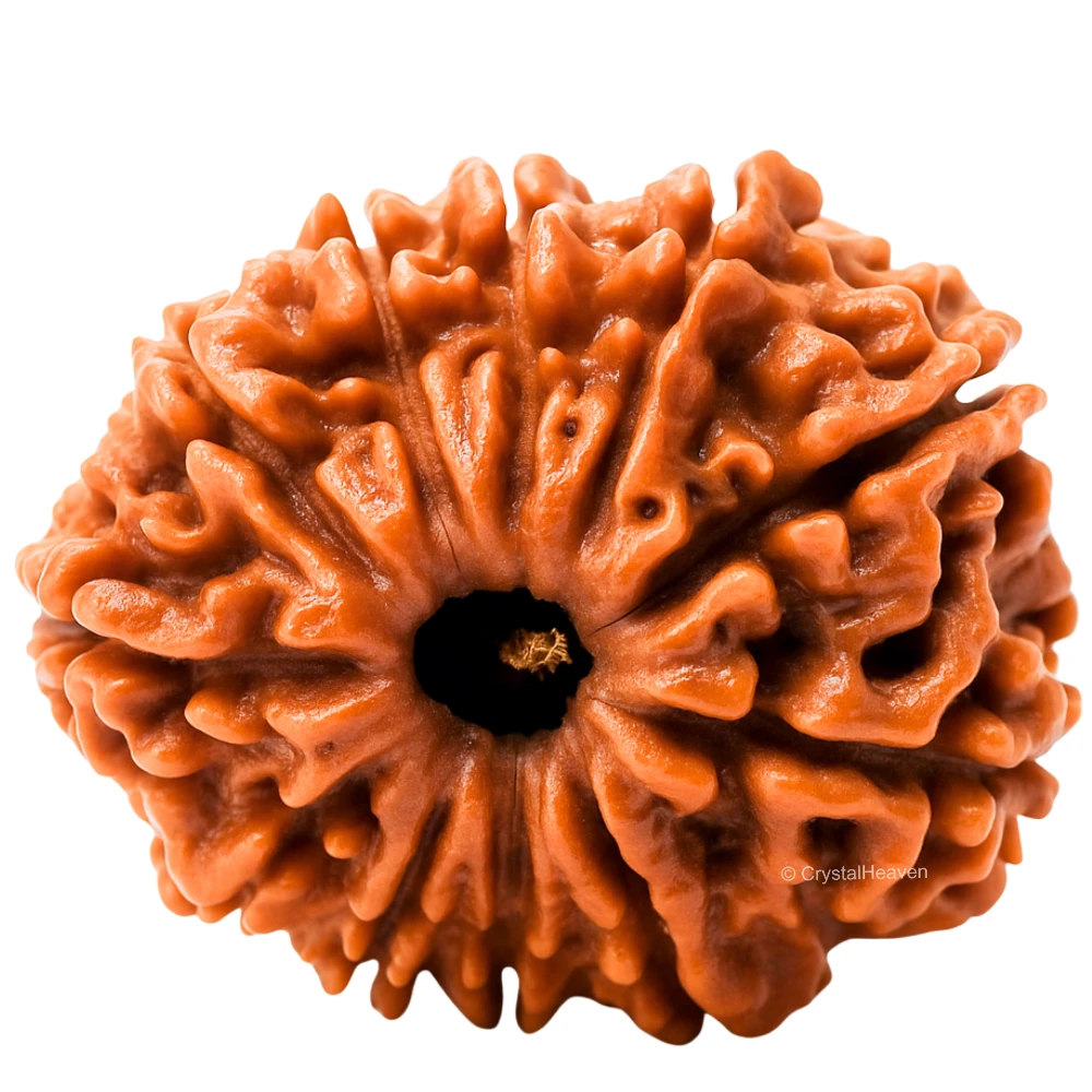 11 Mukhi Rudraksha - Certified
