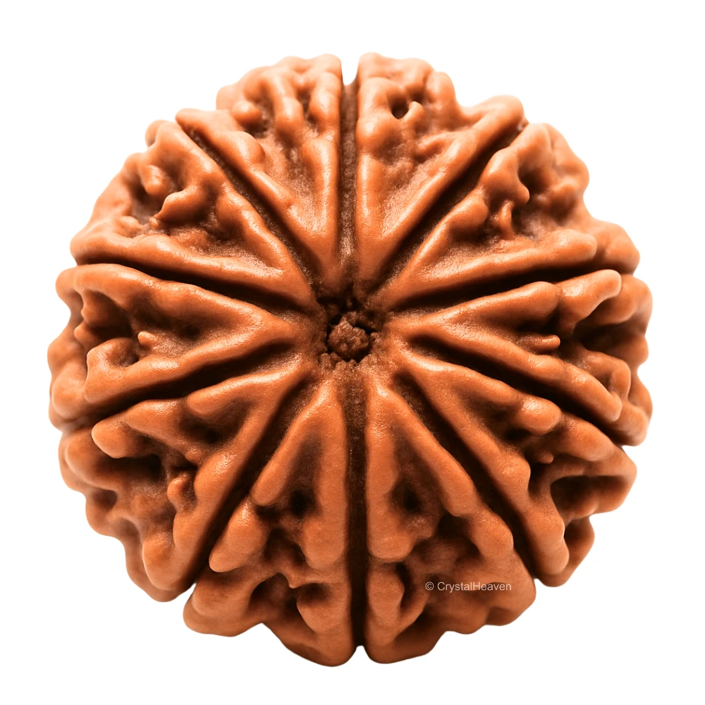 10 Mukhi Rudraksha - Certified