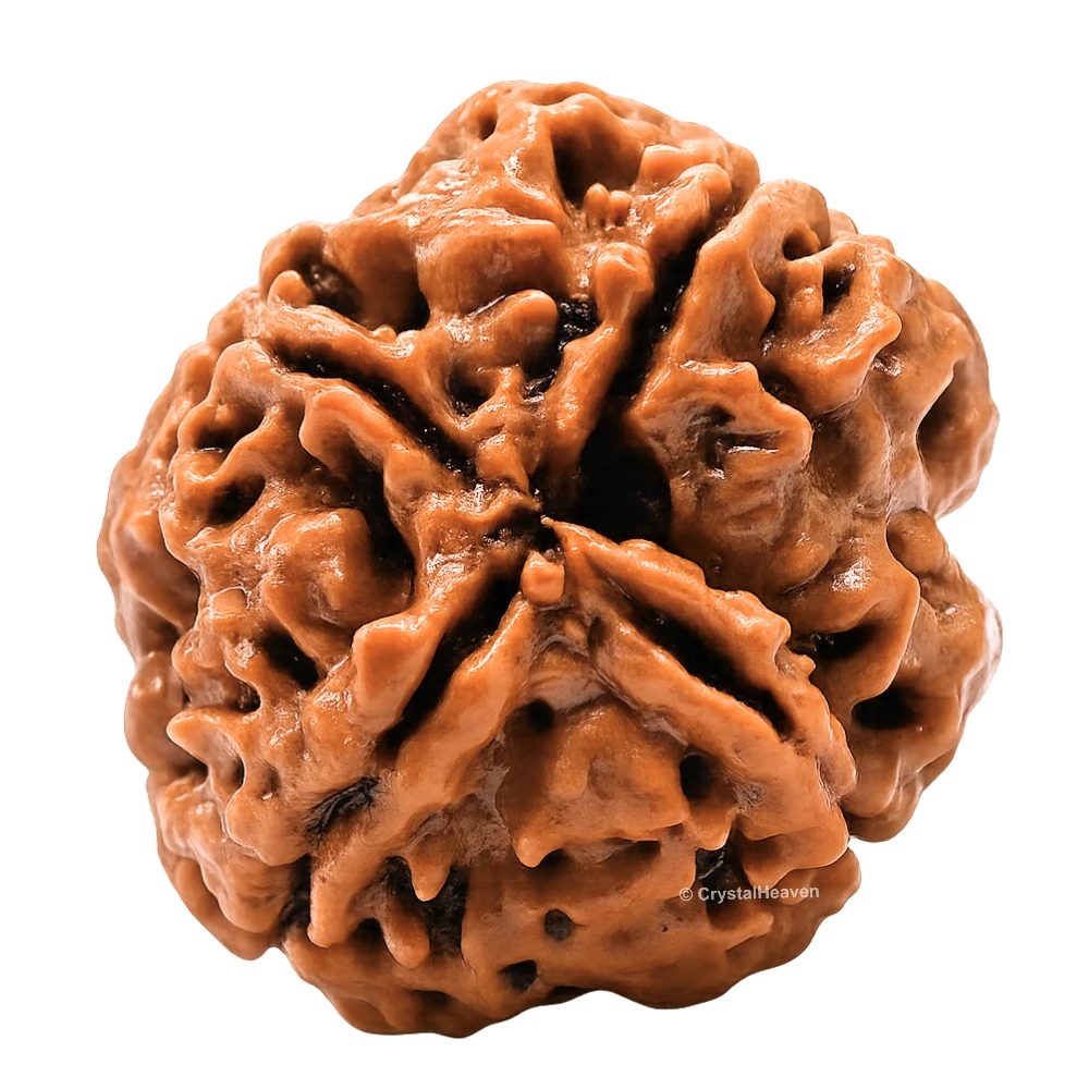 4 Mukhi Rudraksha - Certified