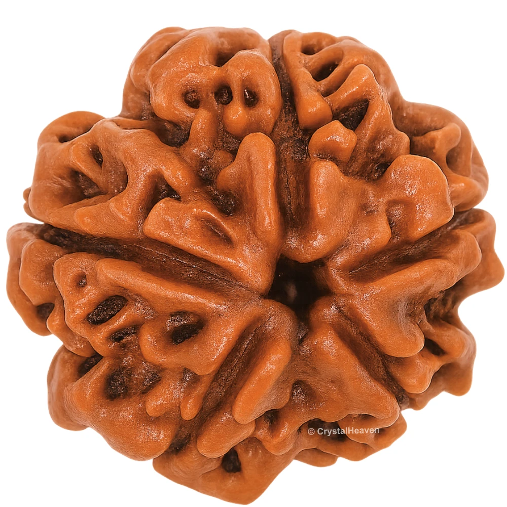 5 Mukhi Rudraksha - Certified