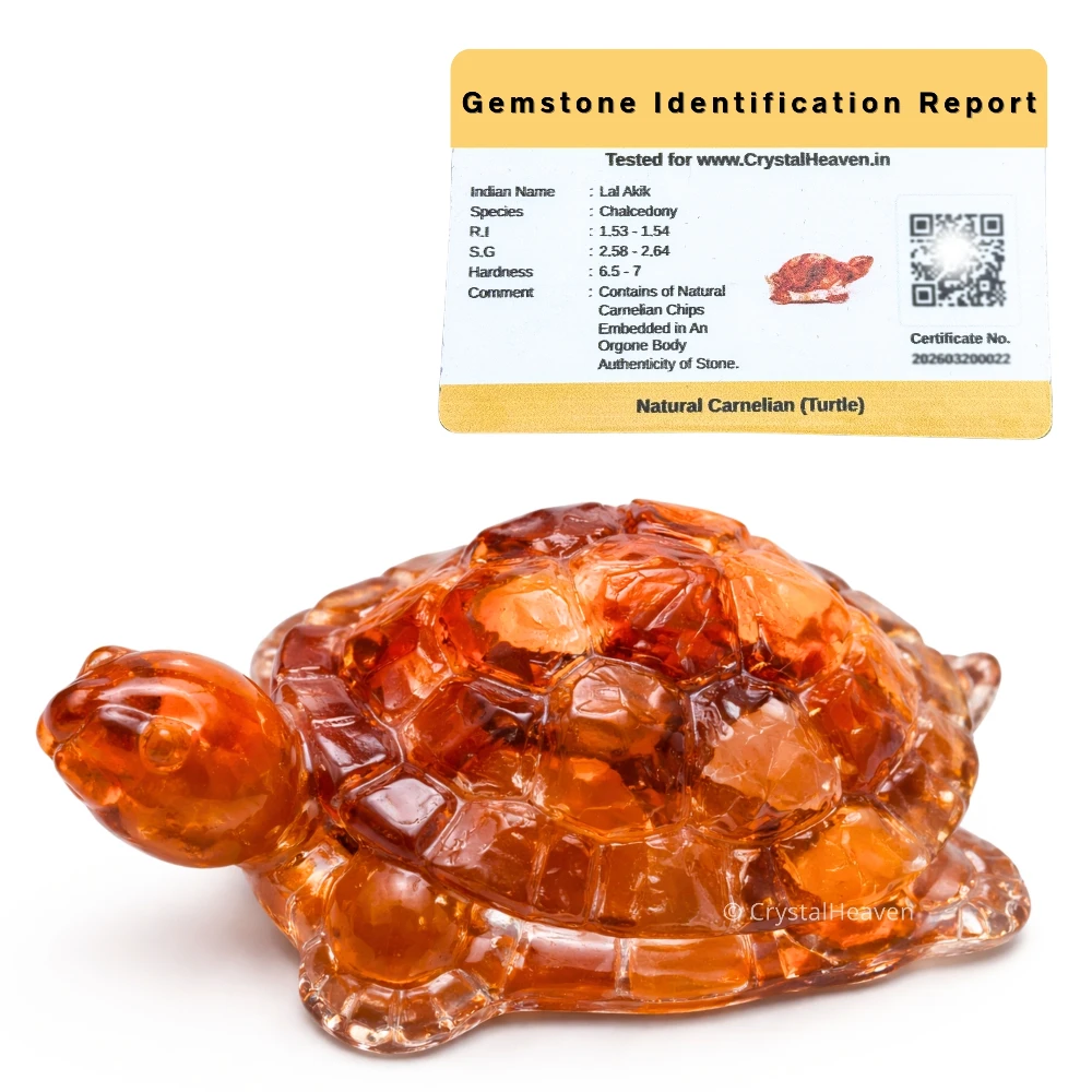 Carnelian Tortoise Kachhua