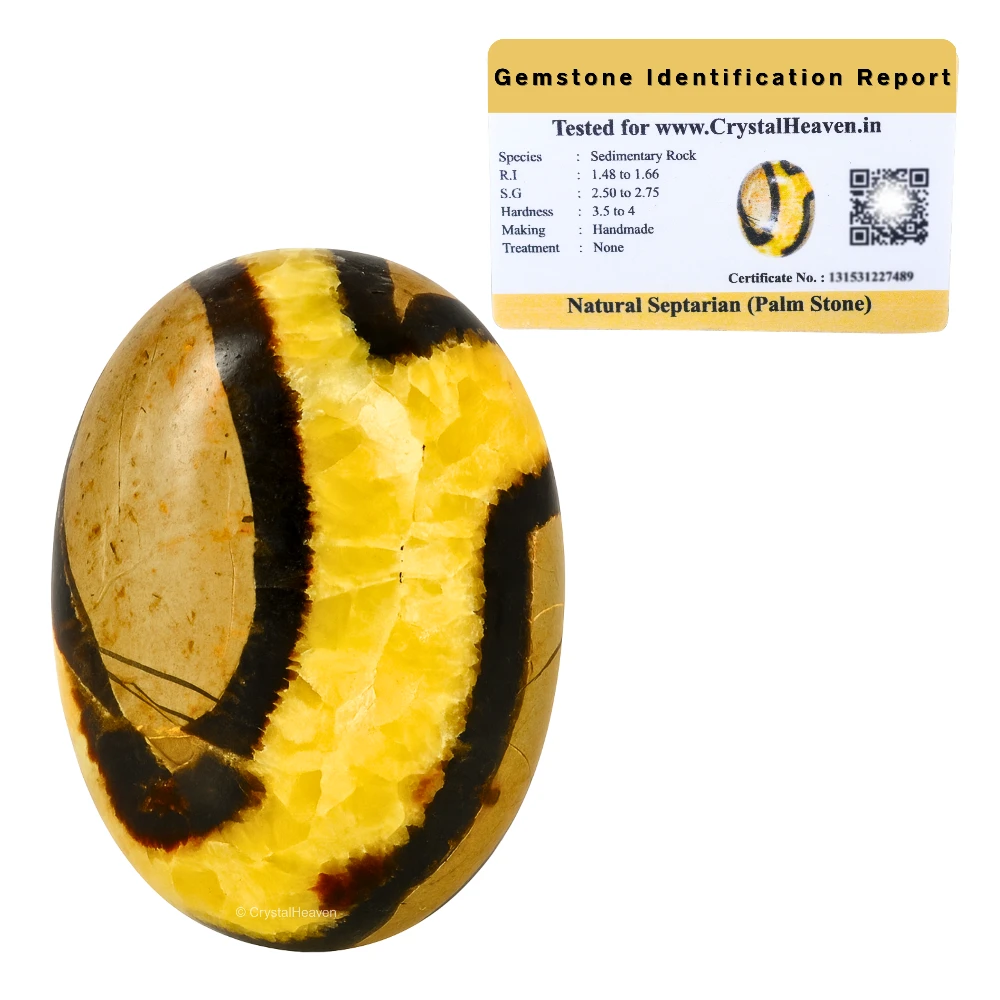 Septarian Palm Stone