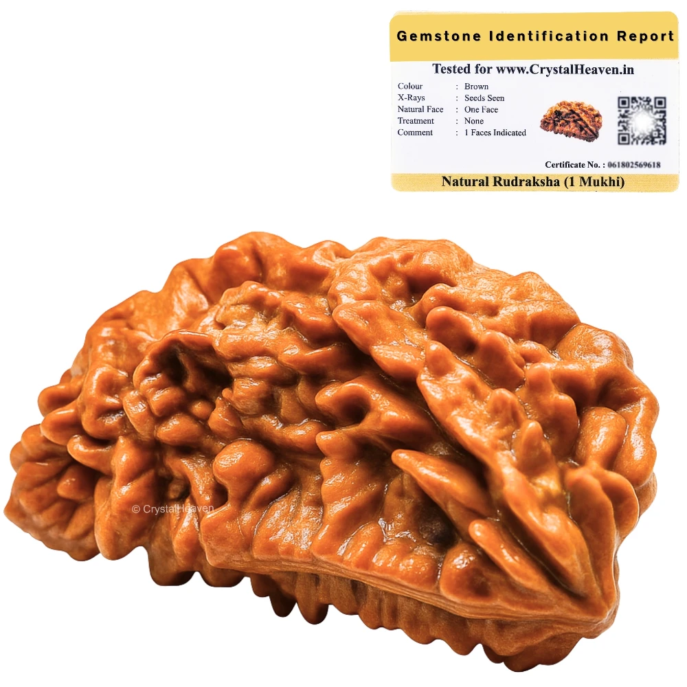 1 Mukhi Rudraksha - Certified