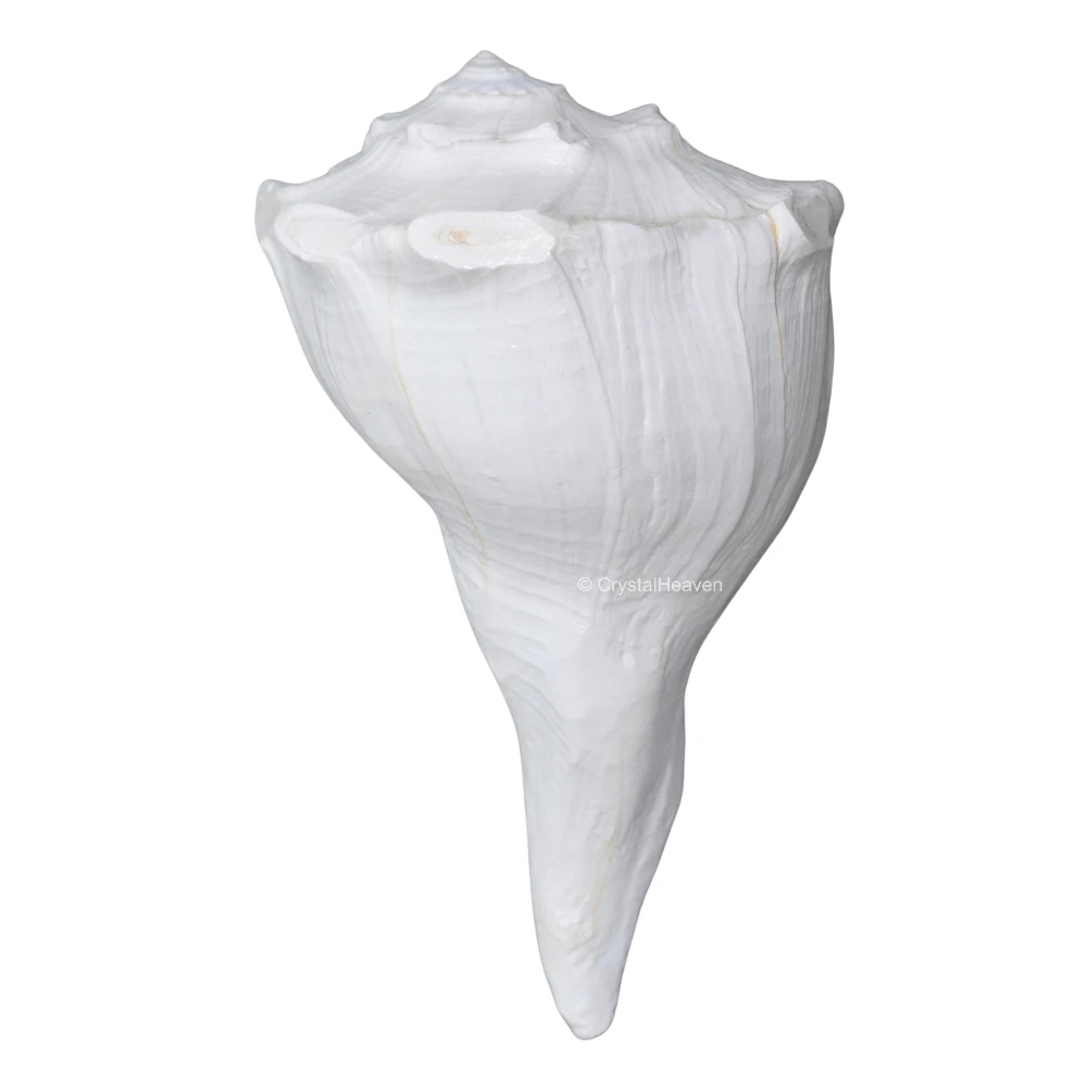 Dakshinavarti Shankh Conch Shell (6" to 7" INCH)