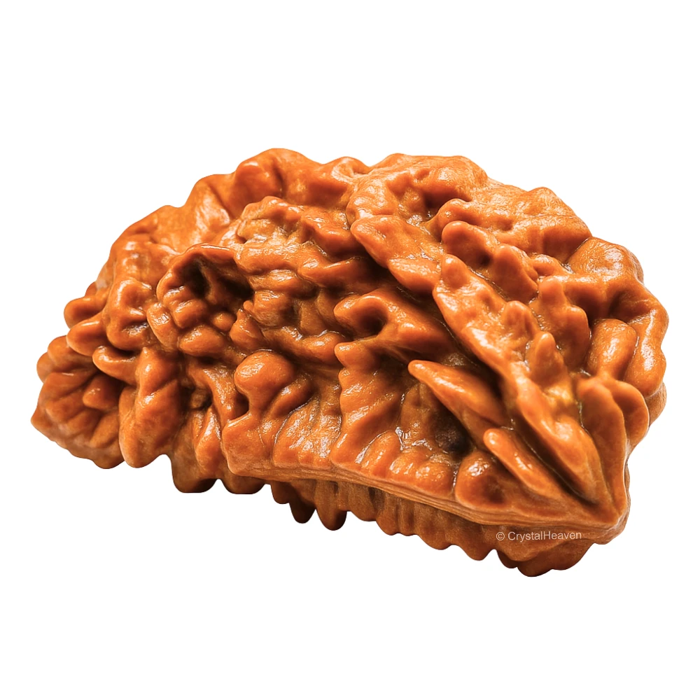 1 Mukhi Rudraksha - Certified