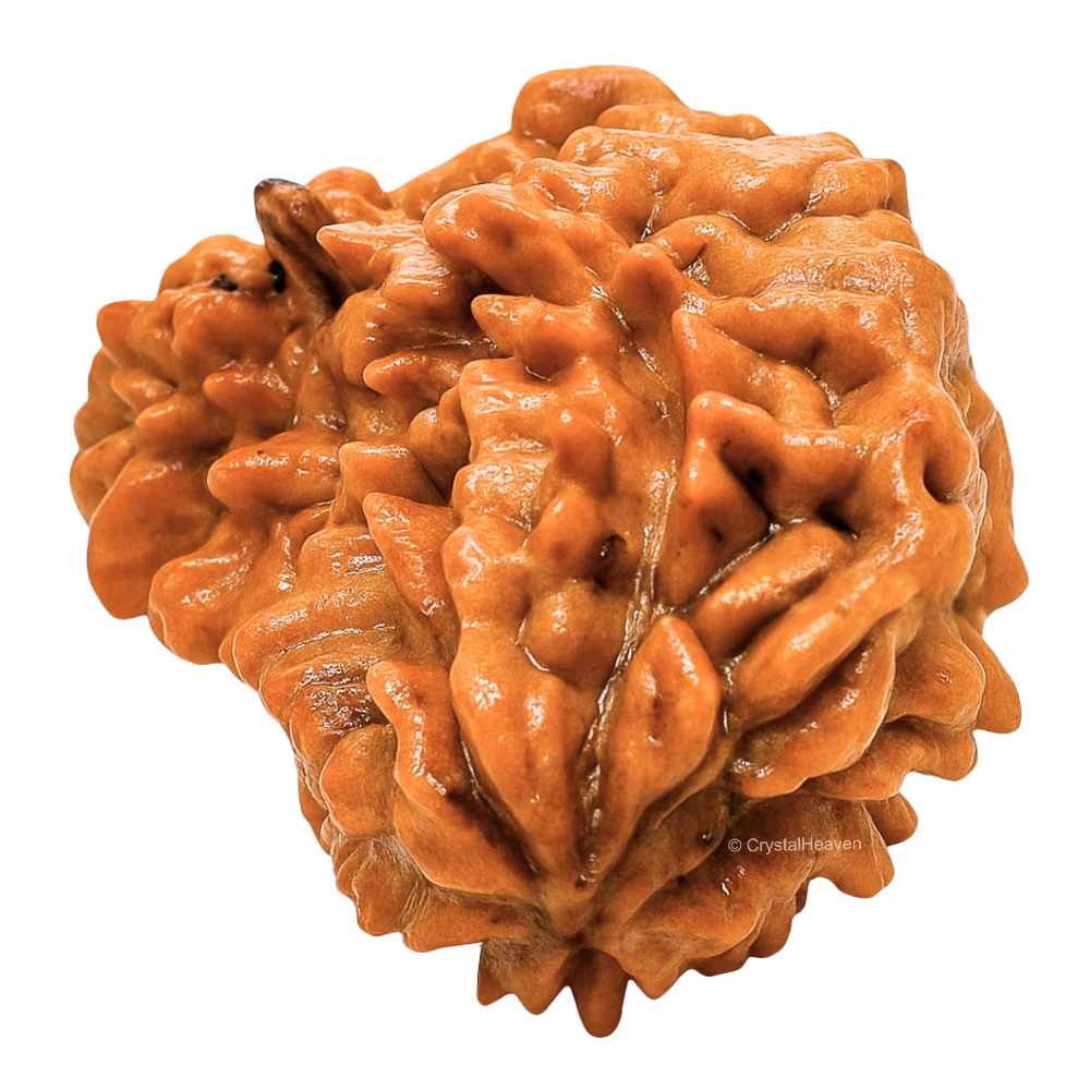 1 Mukhi Rudraksha - Certified