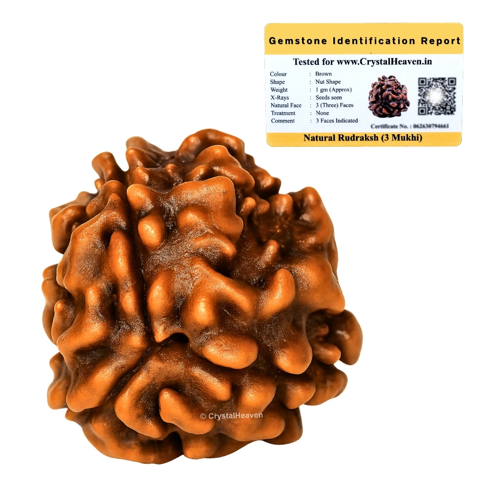 3 Mukhi Rudraksha - Certified