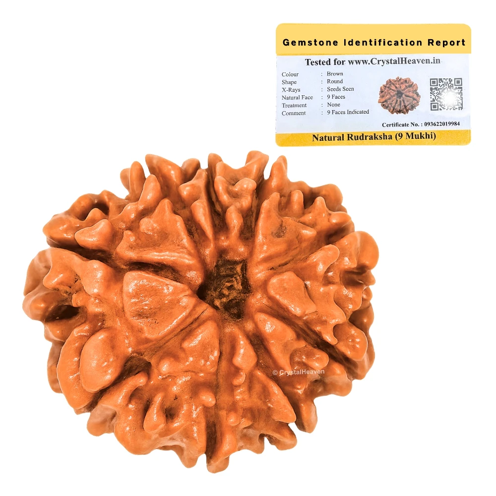 9 Mukhi Rudraksha - Certified