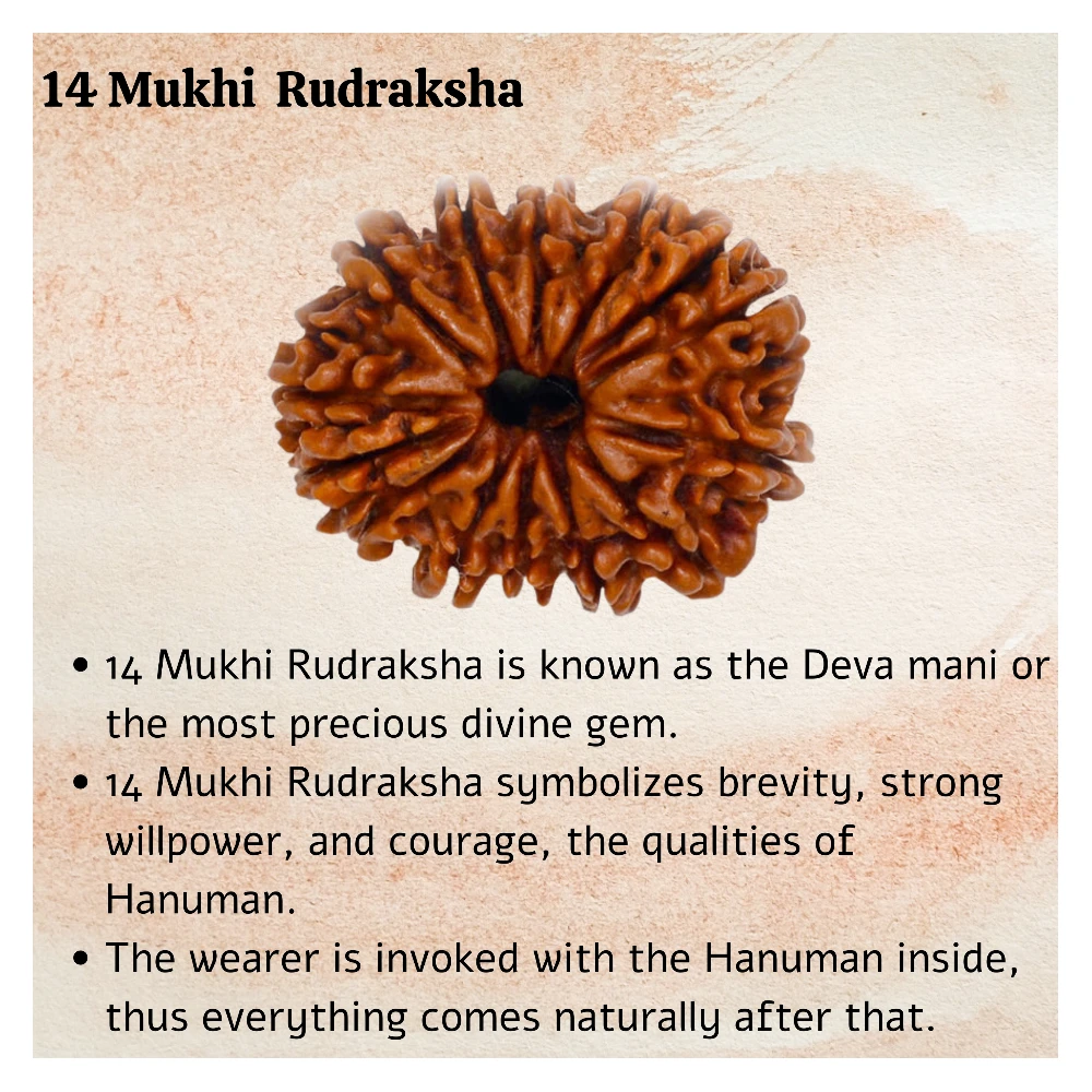 14 Mukhi Rudraksha OM Pendant (Gold)