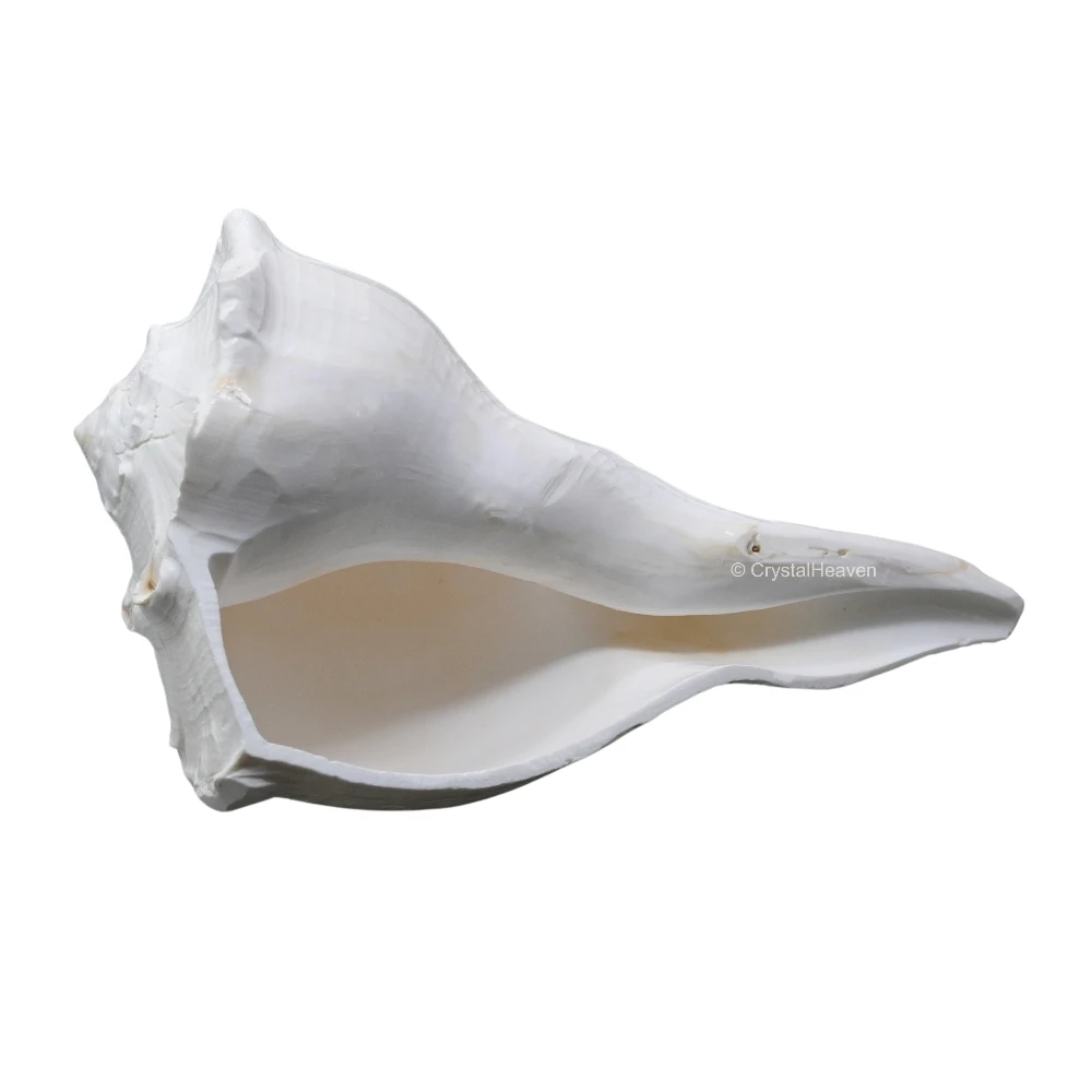 Dakshinavarti Shankh Conch Shell (6" to 7" INCH)