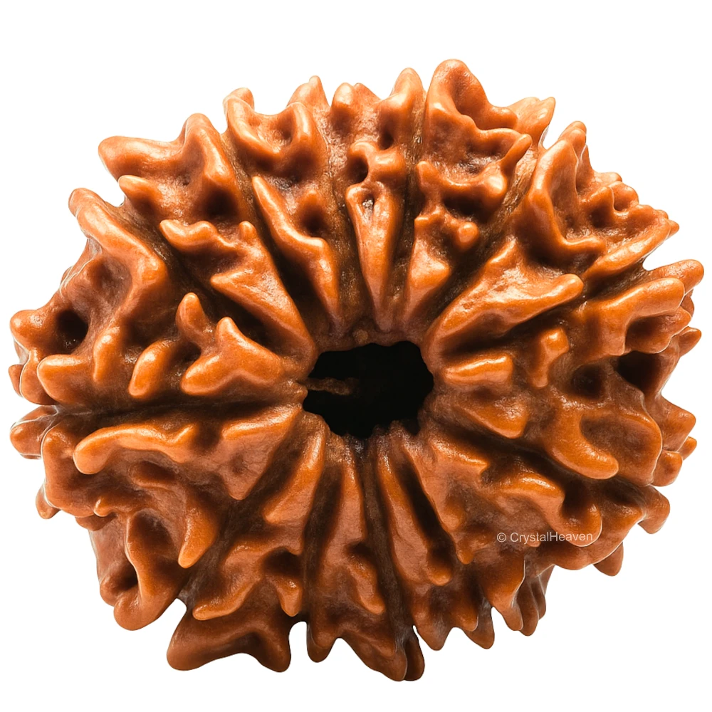 12 Mukhi Rudraksha - Certified