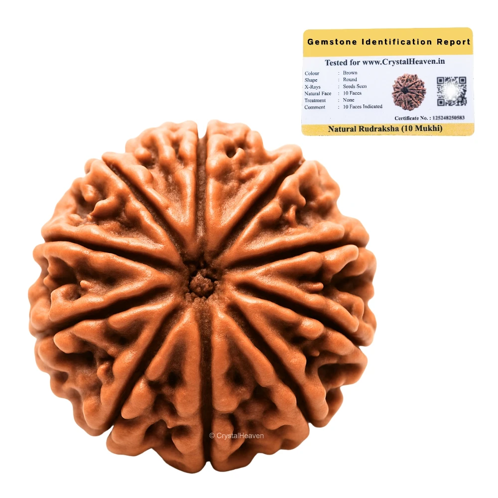 10 Mukhi Rudraksha - Certified