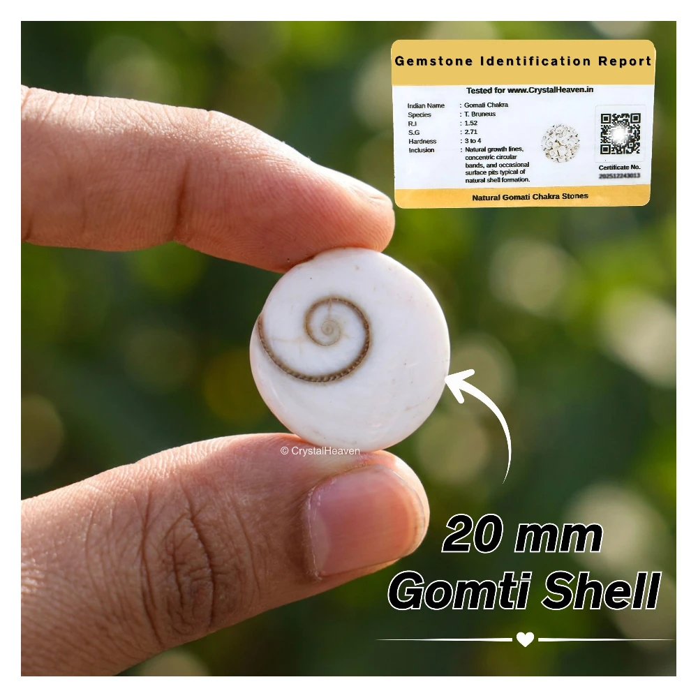 Gomati Chakra Beads - (20 mm, Set of 11)
