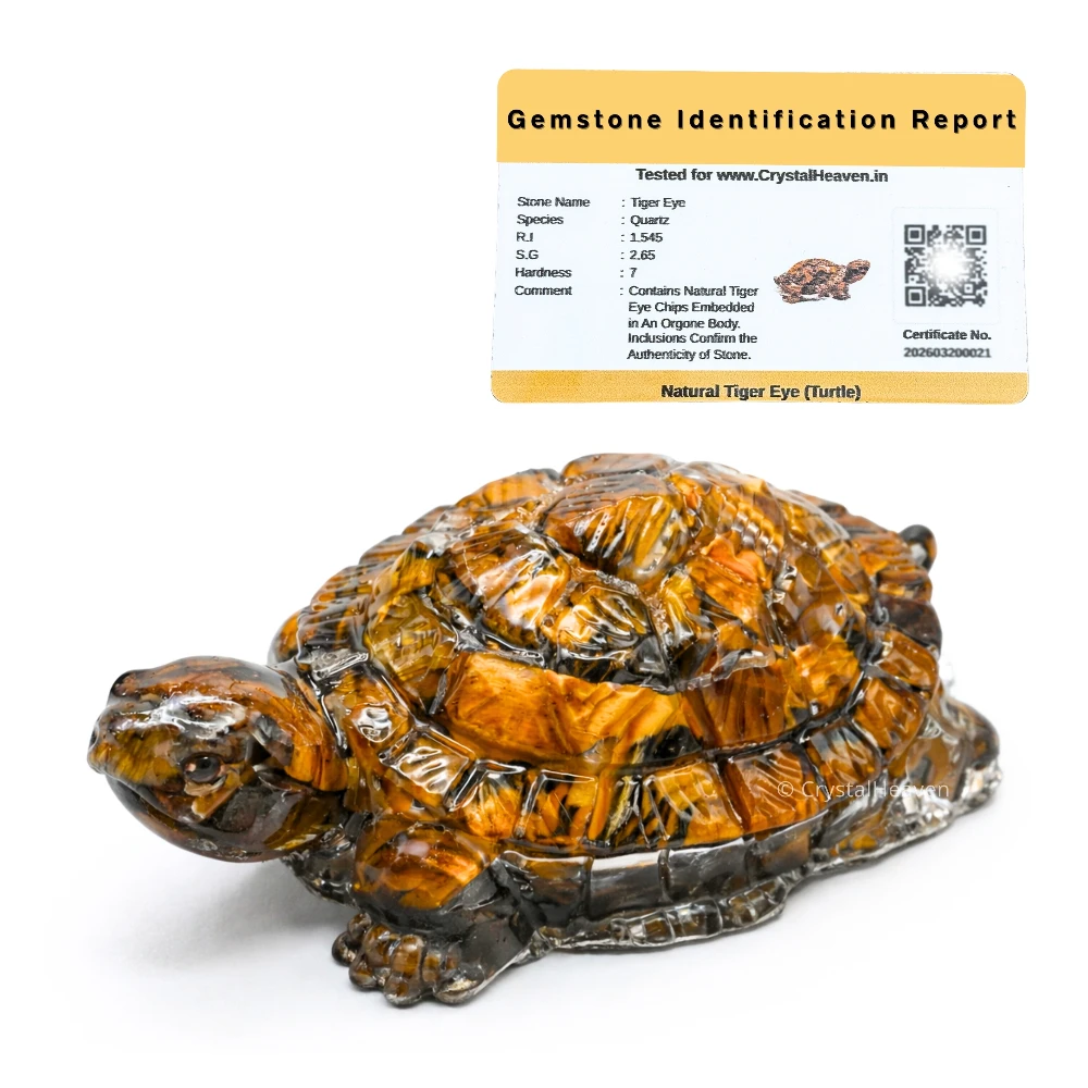 Tiger Eye Tortoise Kachhua