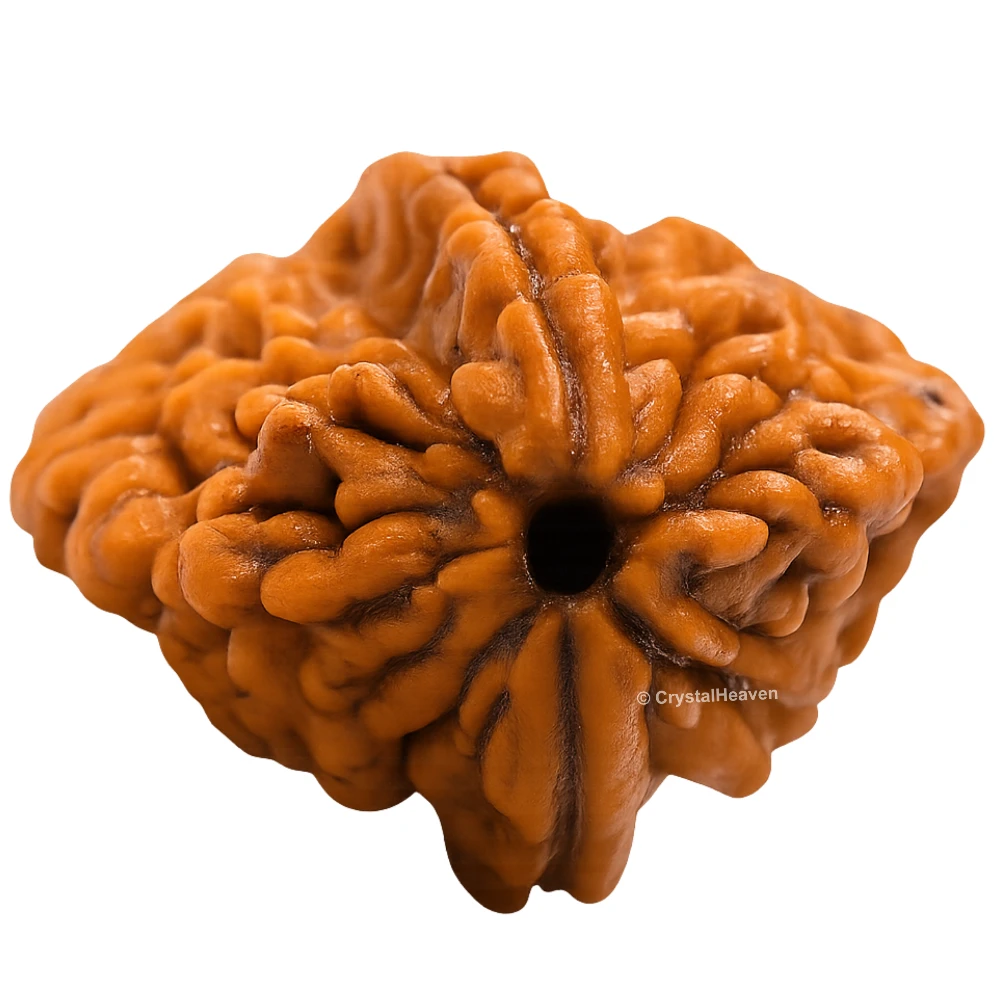 2 Mukhi Rudraksha - Certified