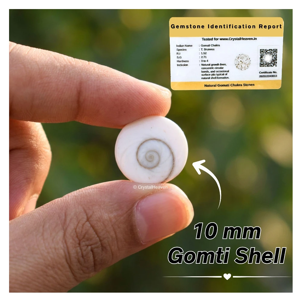 Gomati Chakra Beads (10mm, Set of 11)