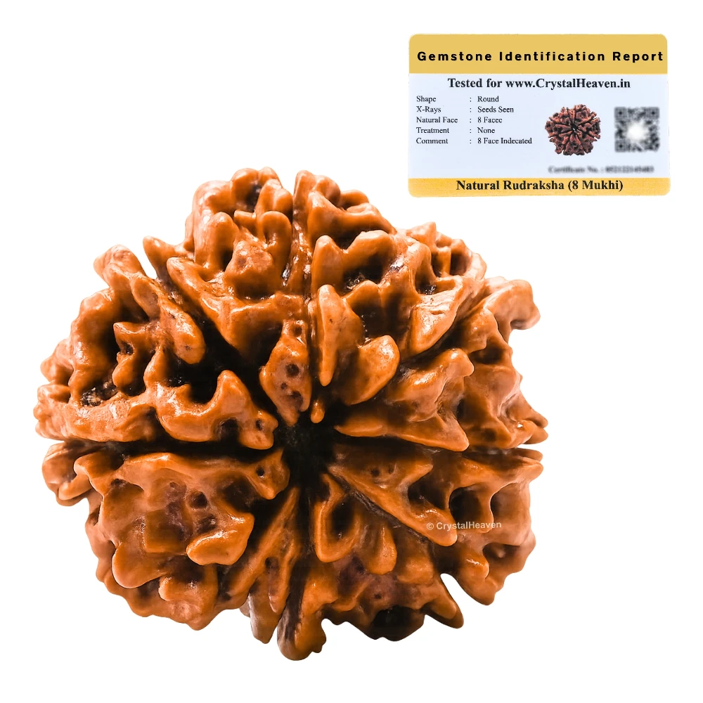 8 Mukhi Rudraksha - Certified