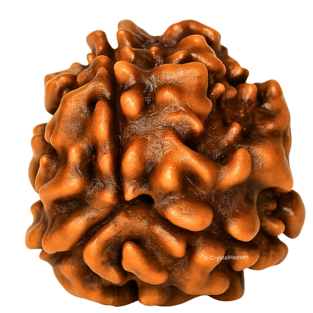 3 Mukhi Rudraksha - Certified