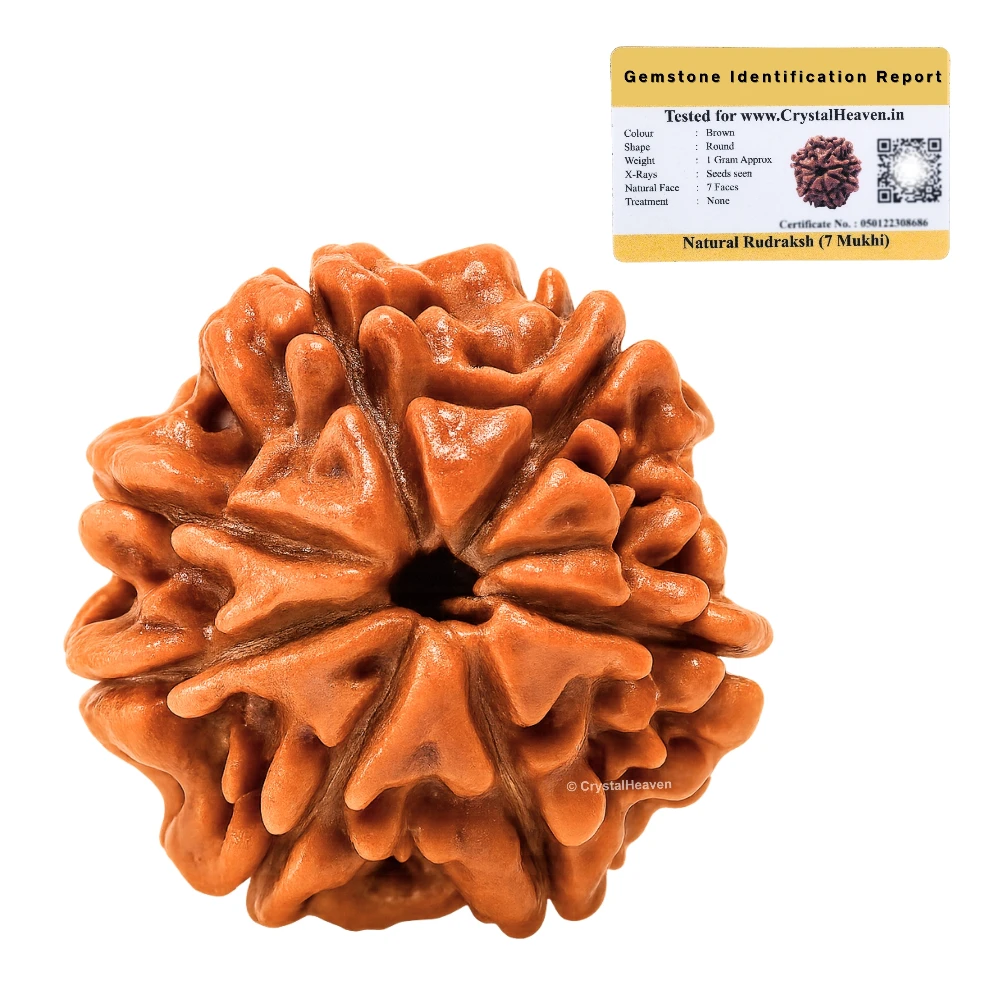 7 Mukhi Rudraksha - Certified
