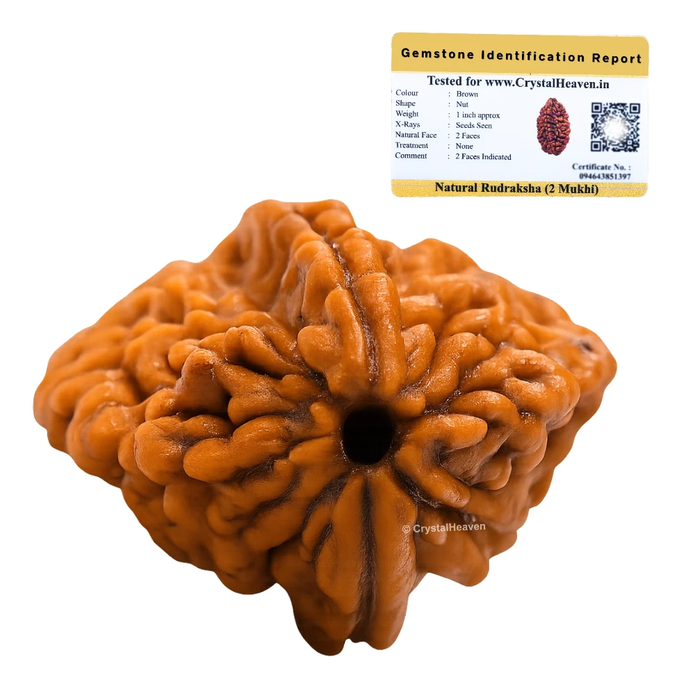 2 Mukhi Rudraksha - Certified