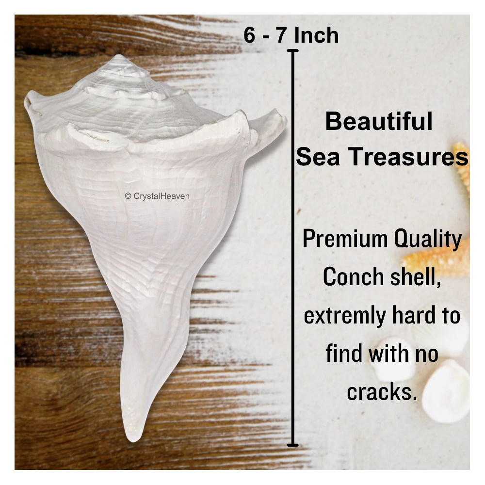 Dakshinavarti Shankh Conch Shell (6" to 7" INCH)