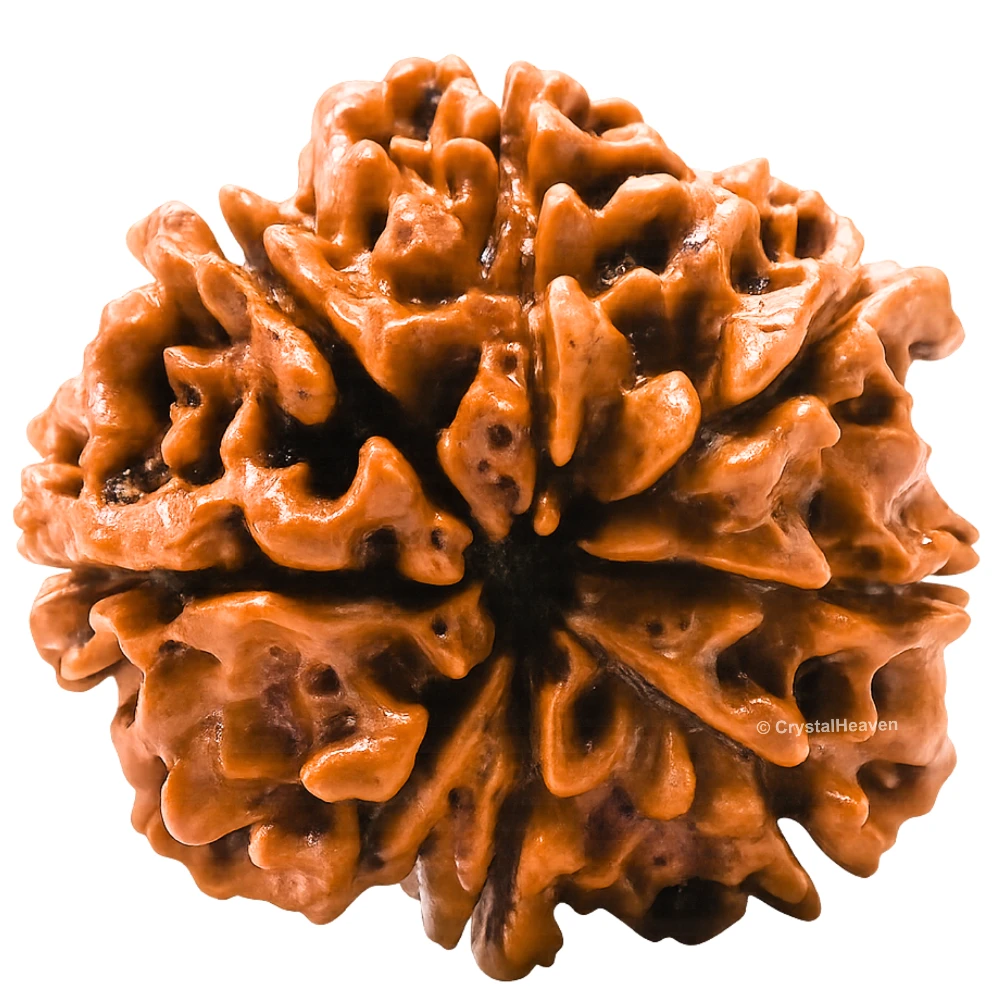 8 Mukhi Rudraksha - Certified