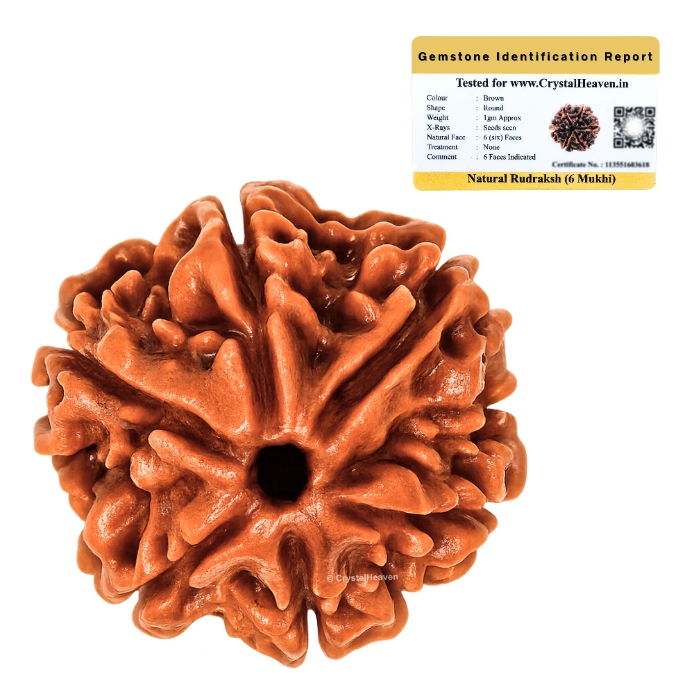 6 Mukhi Rudraksha - Certified
