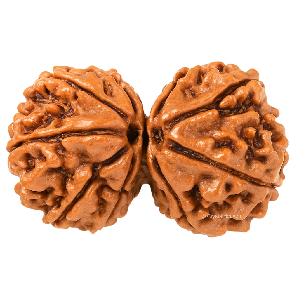 Gauri Shankar Rudraksha - Certified